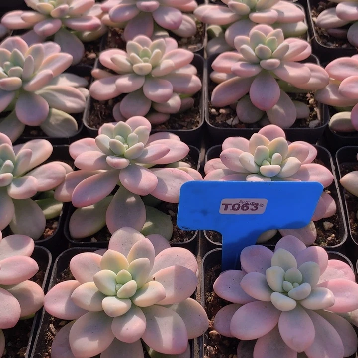 t063洛神锦单头脱土