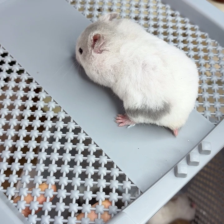 短毛卷毛蓝显斑妹妹10.25