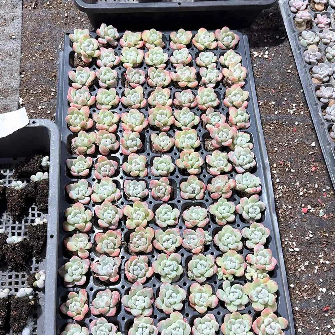 花姐一物一拍专拍