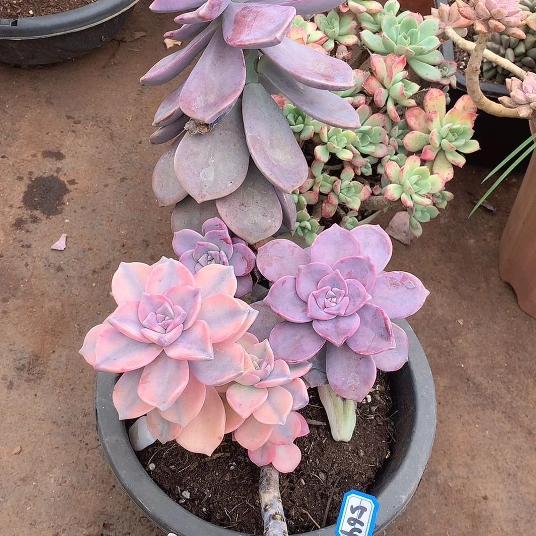 564紫乐锦一物一拍多肉