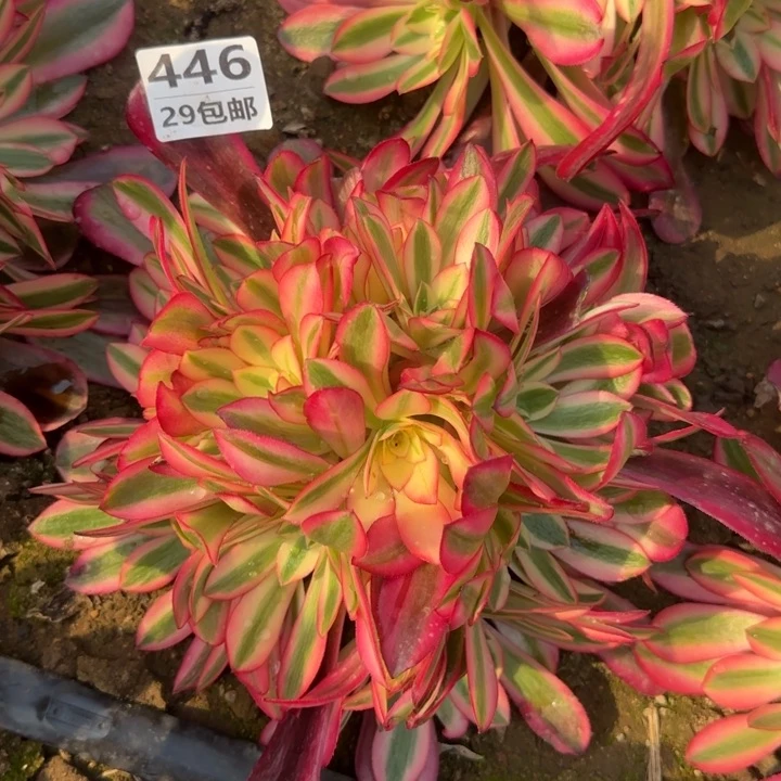 美杜……多肉植物……