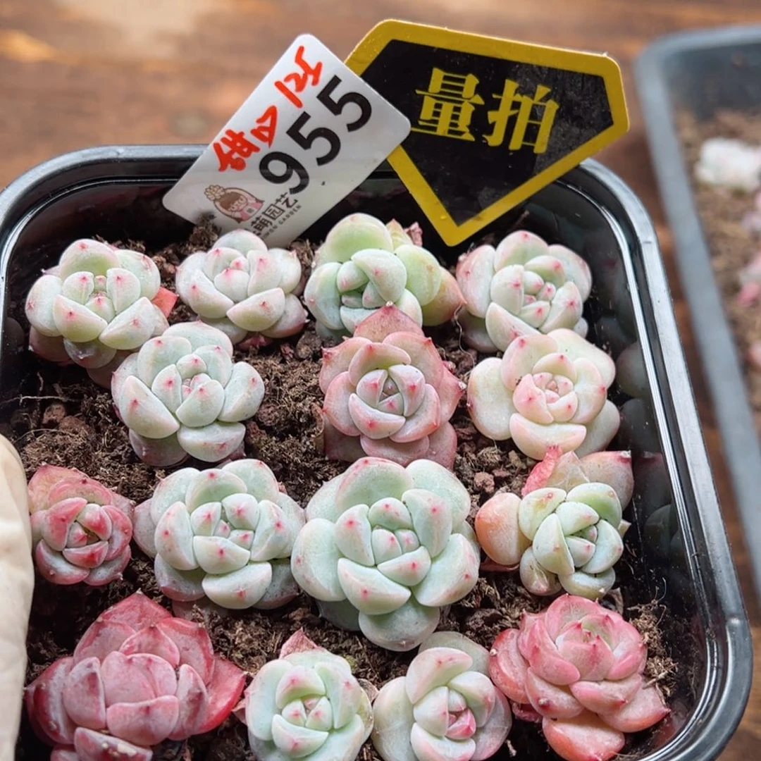 多肉植物多肉植物