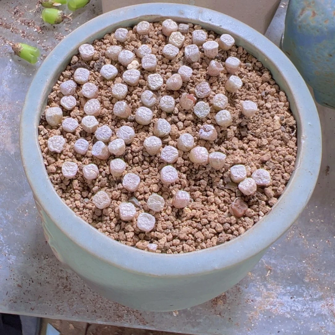 量拍园艺方糖5颗。多肉