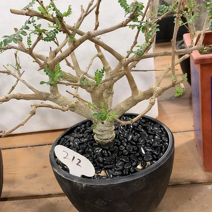 X*森212尼勒达带盆发哈哈哈哈