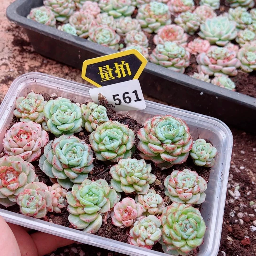 当前无花朵，栽培后可花朵