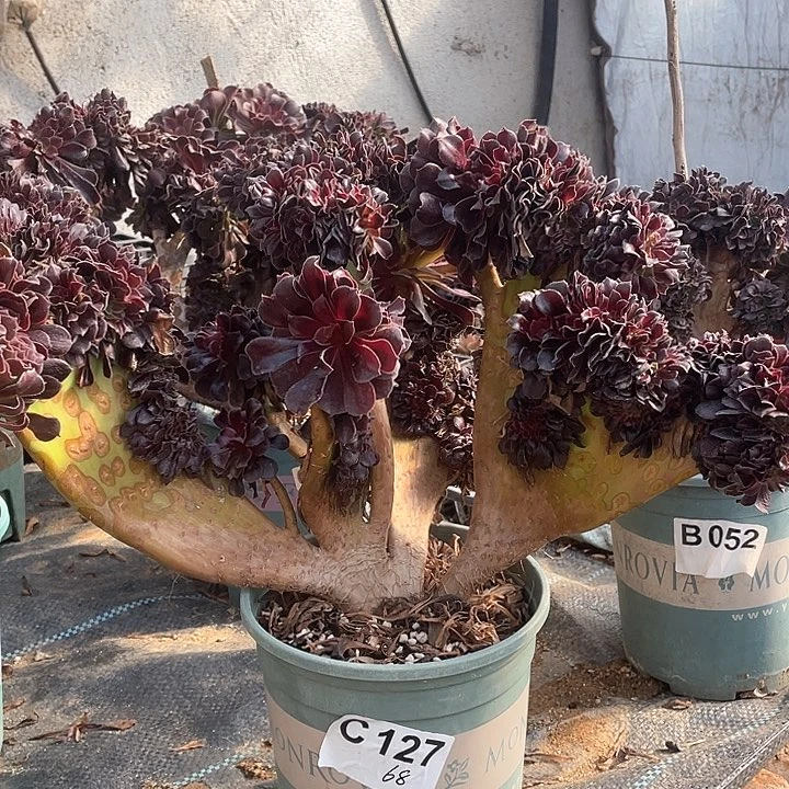 巨*博多肉法师欧紫缀化