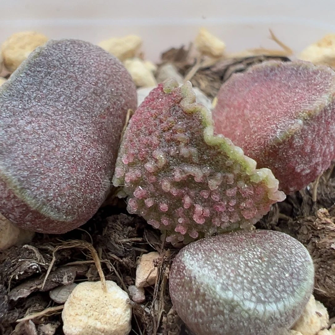 实生新品多肉植物目前尺寸不大