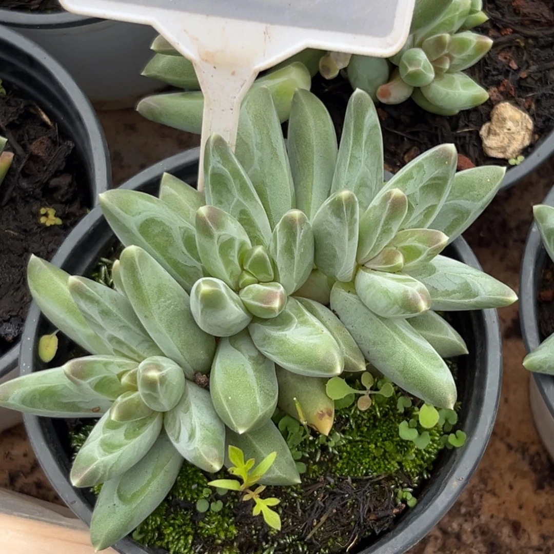 凤羽多肉植物684.