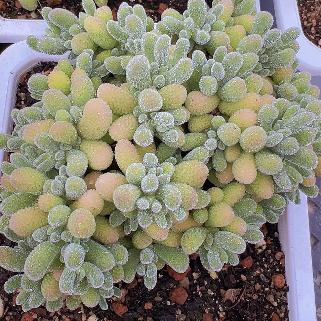 超大冰晶枝干19包邮
