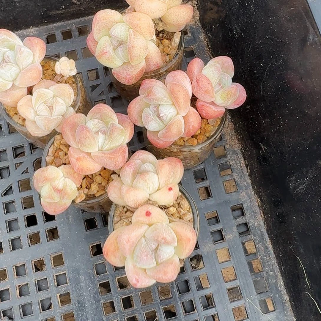 多肉冰玉双头带玻璃瓶老桩