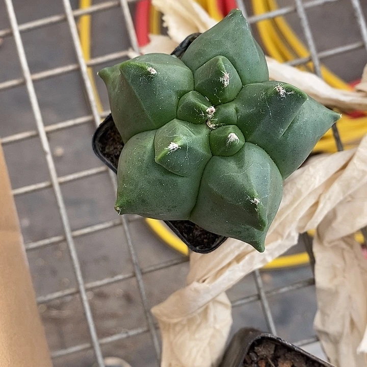 汤***波漂亮仙人球一物一拍