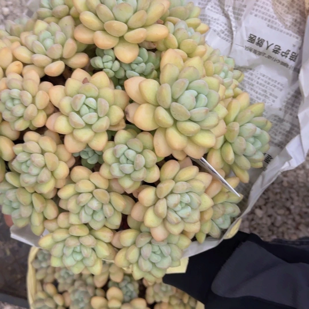 香***喷泡泡糖精品老桩多肉