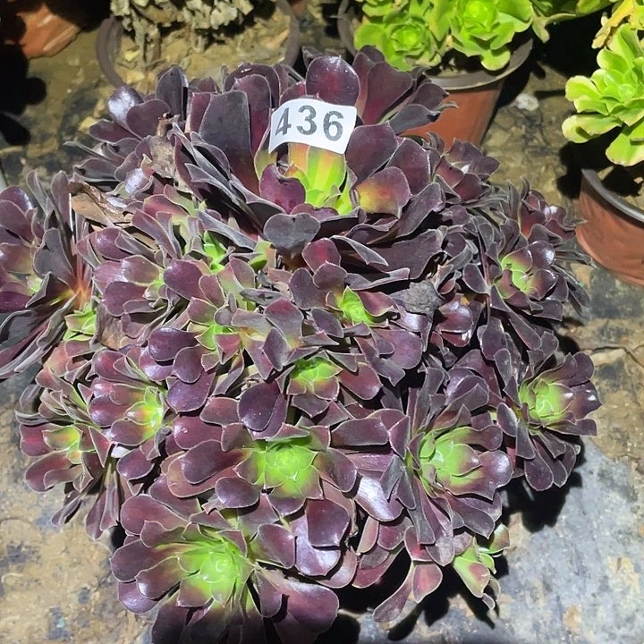 多肉植物断枝不包436花呐