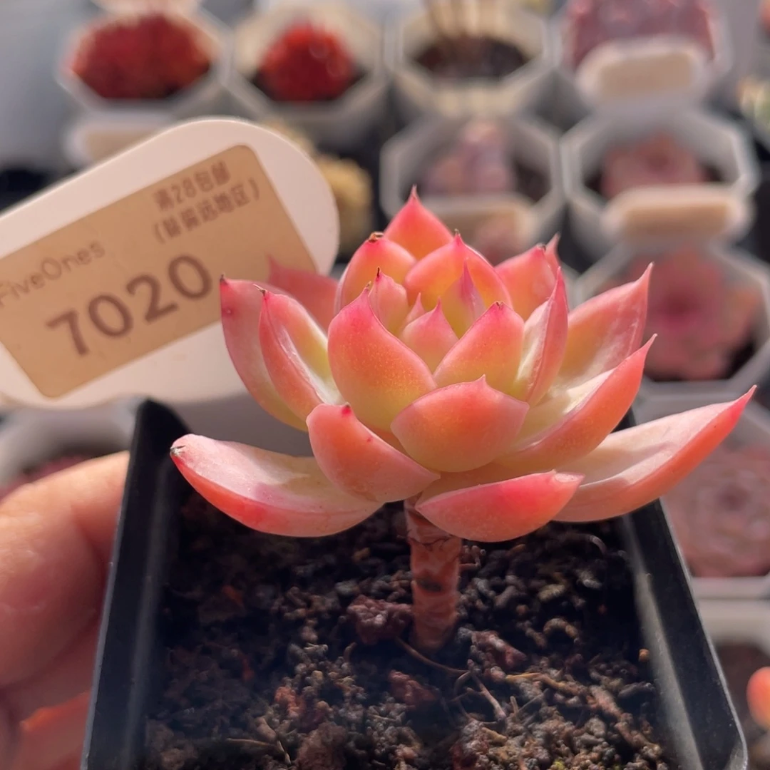 丝绸面纱7020-5.5厘米