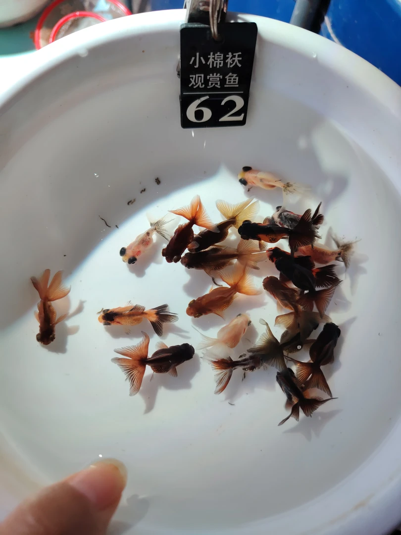 蝶尾苗3-4公分冷水淡水鱼（13+2条备损   花色随机）