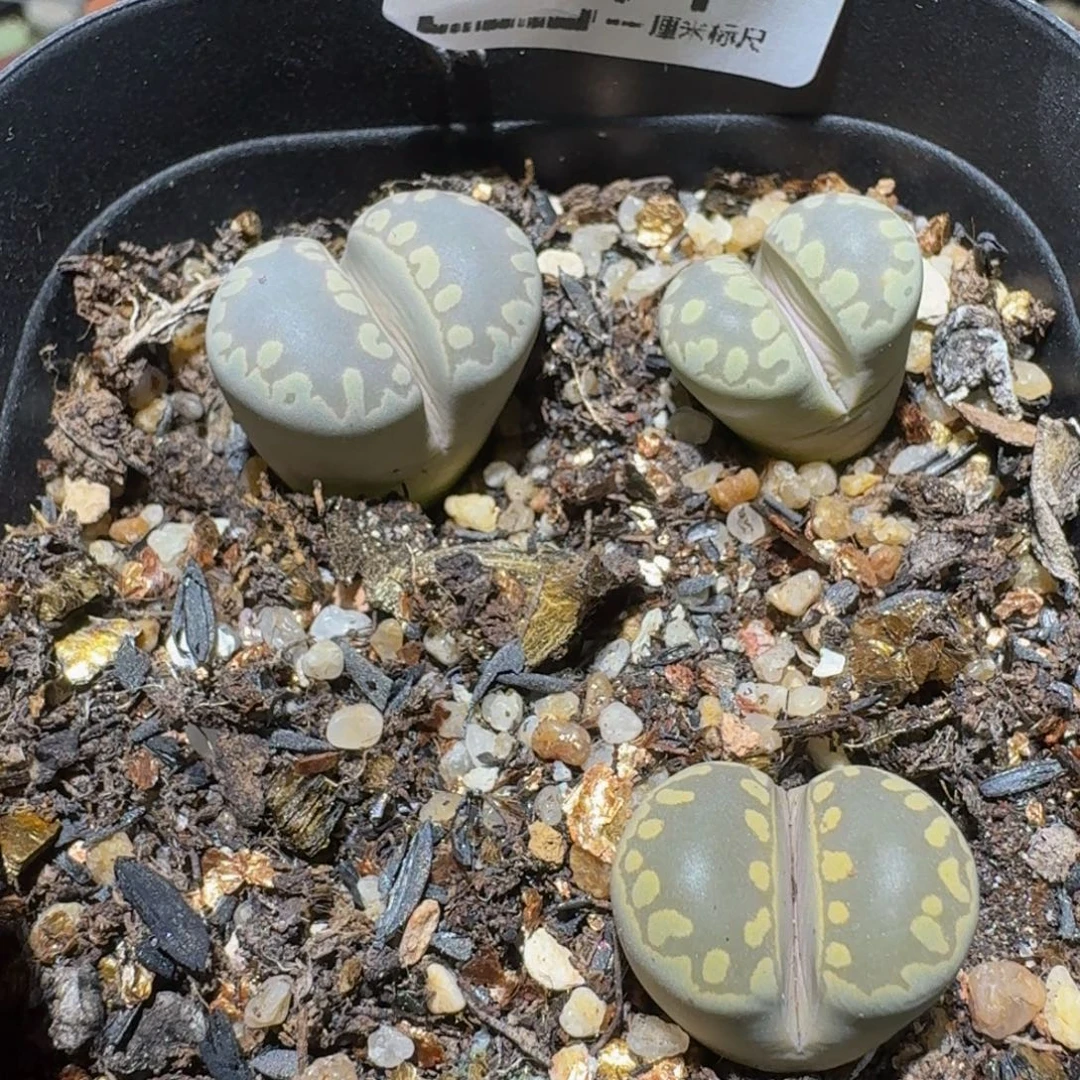 Ssss精品生石花611