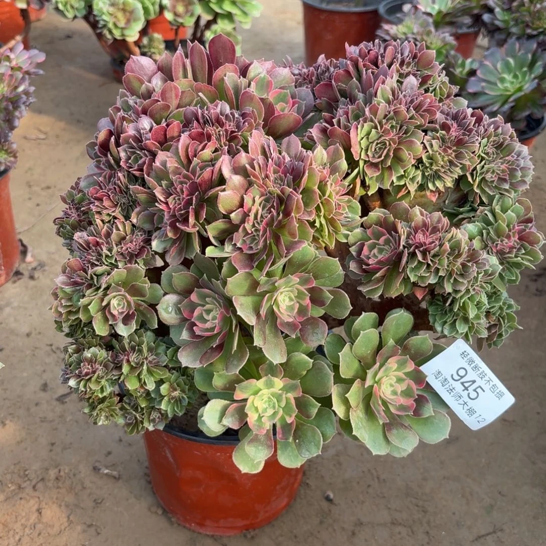 945雅典娜缀化多肉植物