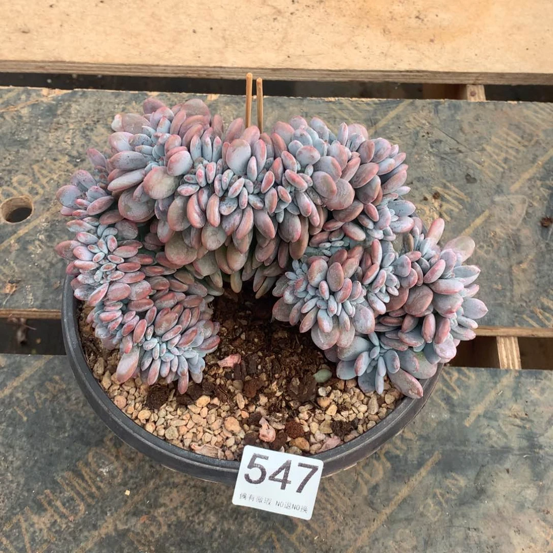 547粉兔缀化多肉植物