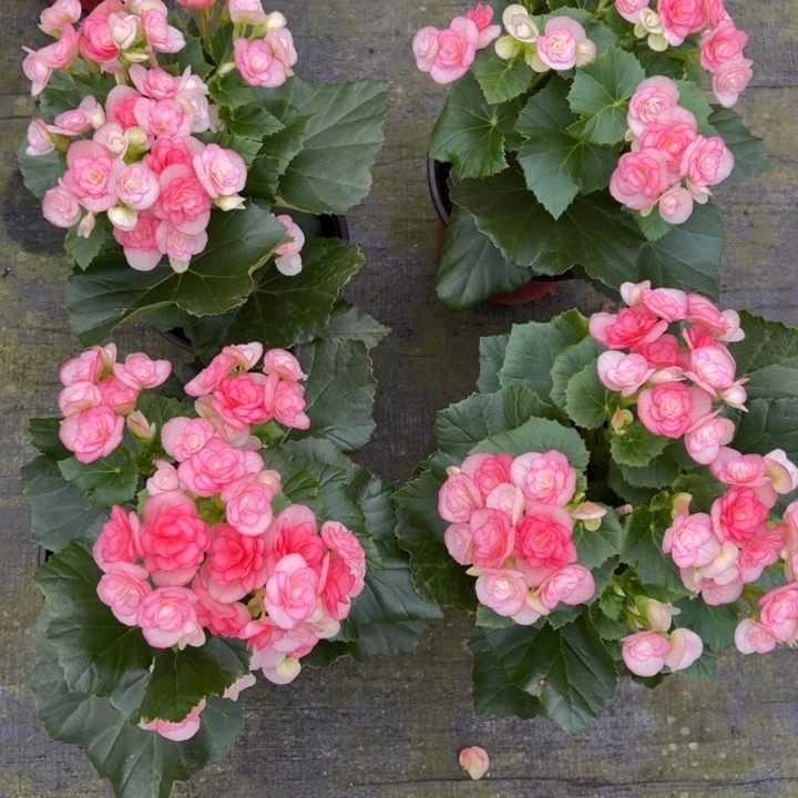 当前无花栽培后可以开花浪漫水粉路上落花不售后