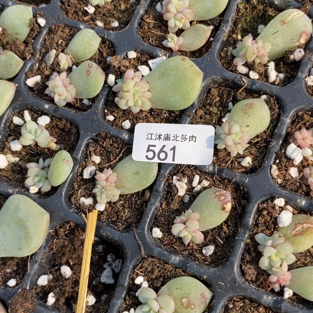 标561白泽芽苗3颗