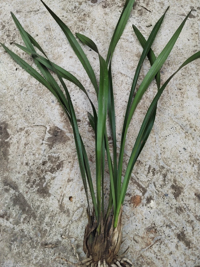 露天养殖水培纯自然苗落地生根毛慈菇茨菇水培不死鸟马兰头芫荽