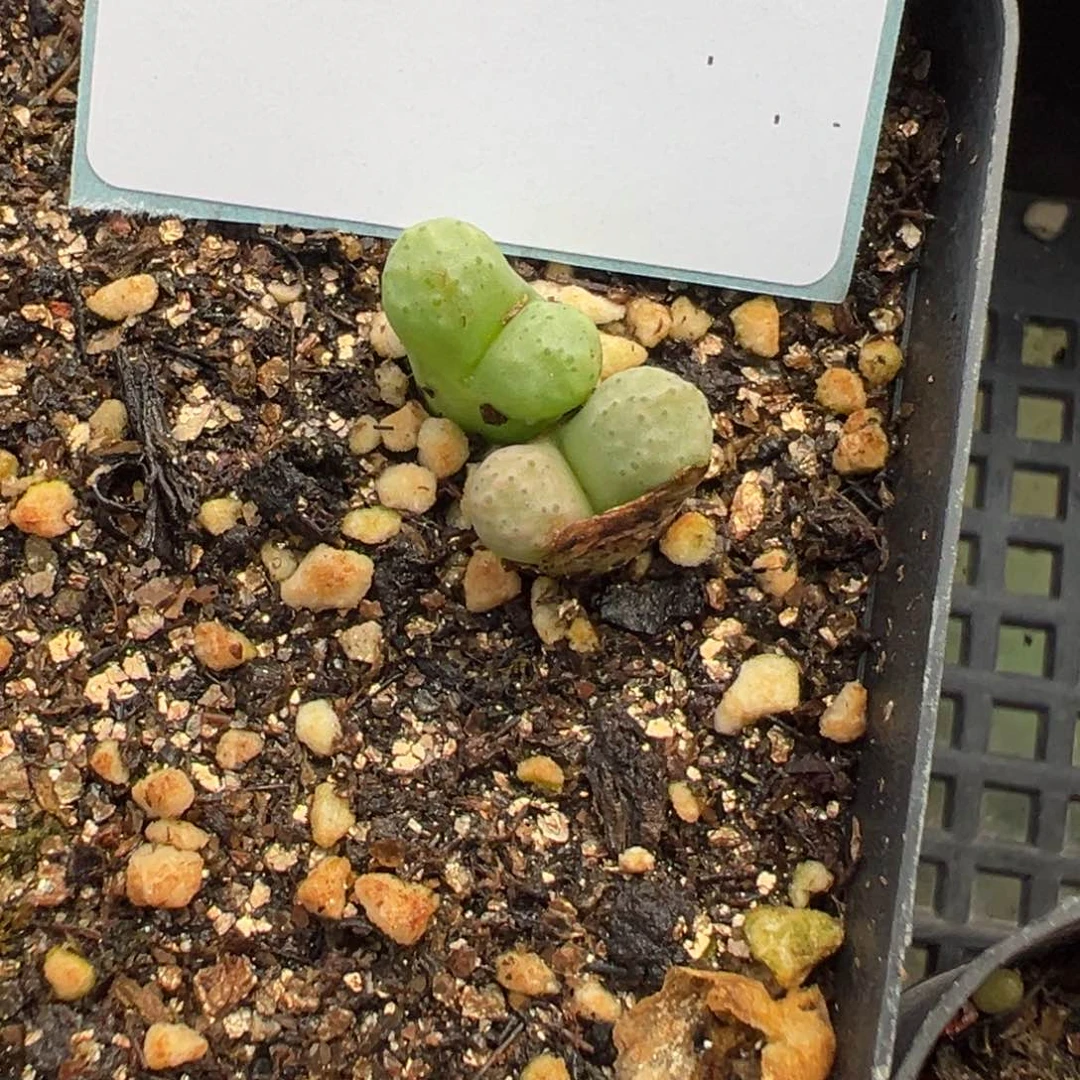 24-33肉锥多肉植物，