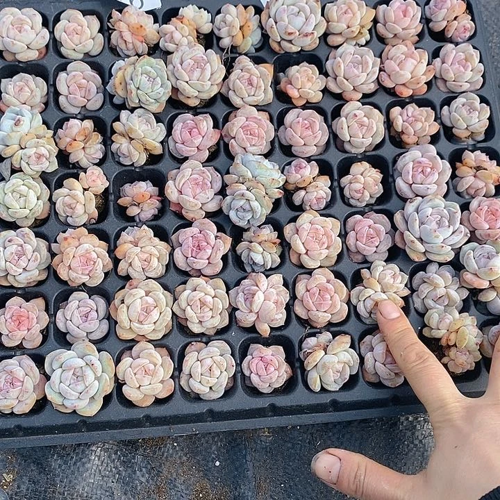 16-18 多肉植物盆栽花卉植物