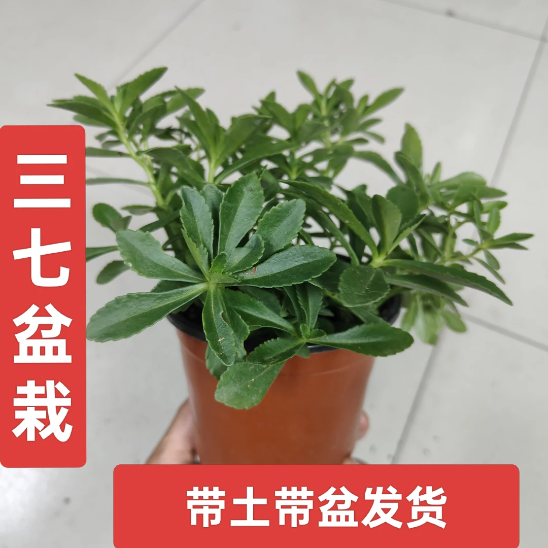三七草盆栽养心菜蚊虫叮咬驱虫止痒高钙菜蔬菜苗种子阳台花盆四季