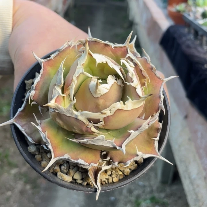 【闪购商品】等**等逆鳞。