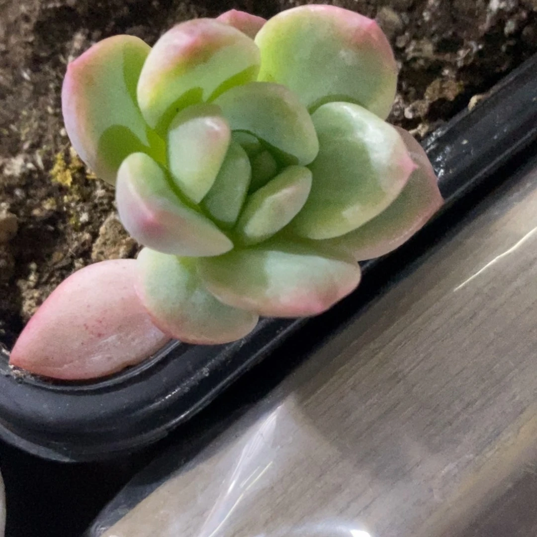 花*子花朵子 多肉植物