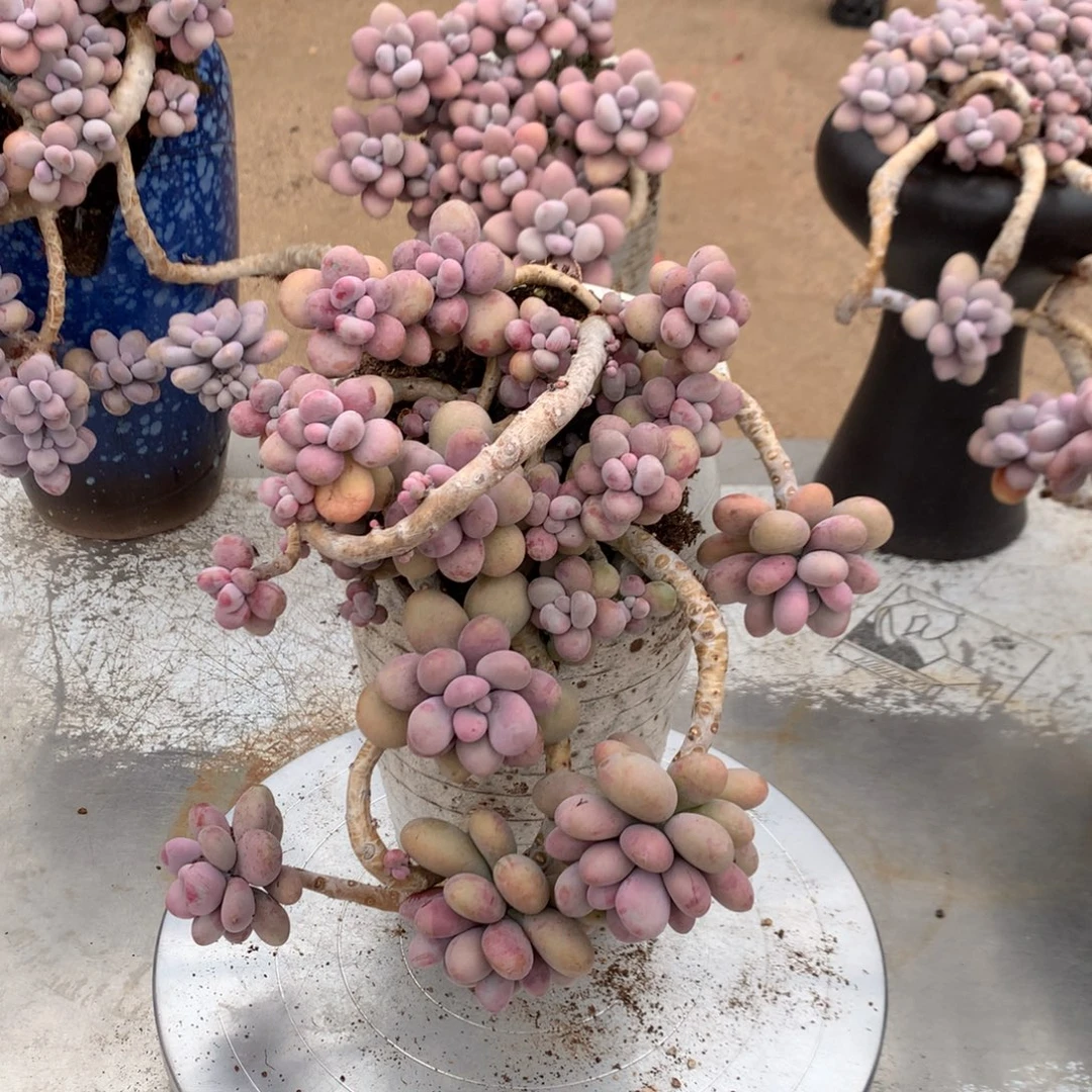 桃蛋老桩不带盆18号