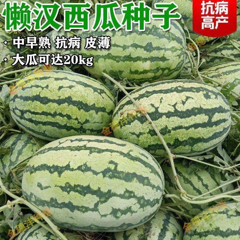 【全店满8包包邮】懒汉西瓜种子