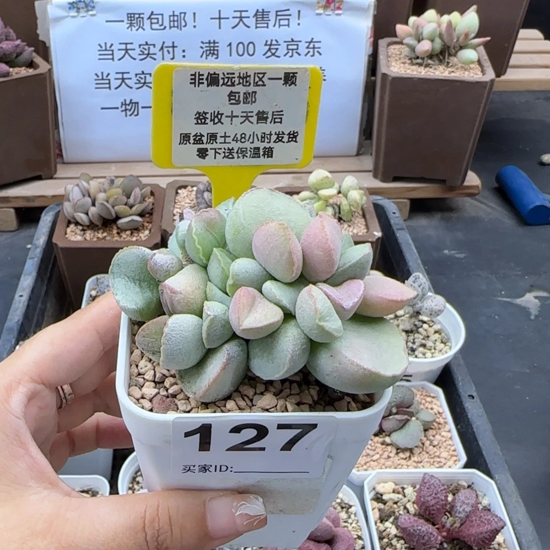 佳*127粉雪蛋多肉植物