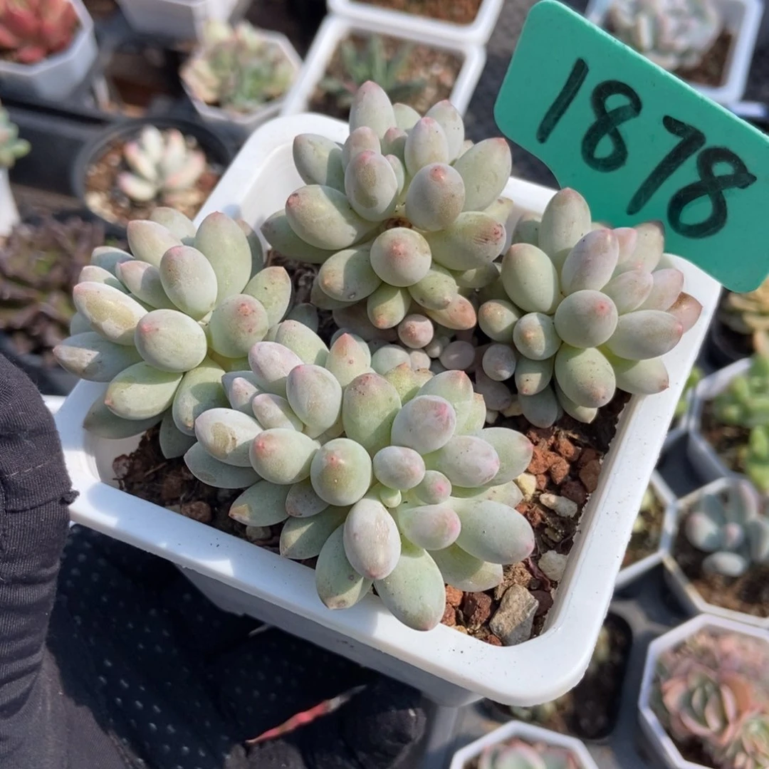 1878婴儿手指多肉植物保护