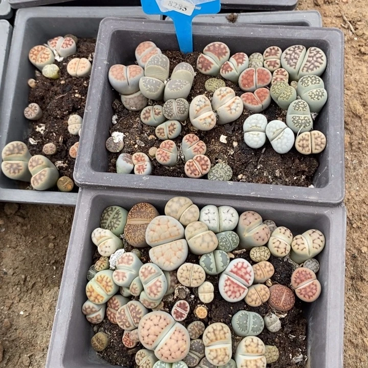 q***r生石花的季节到啦哈哈606