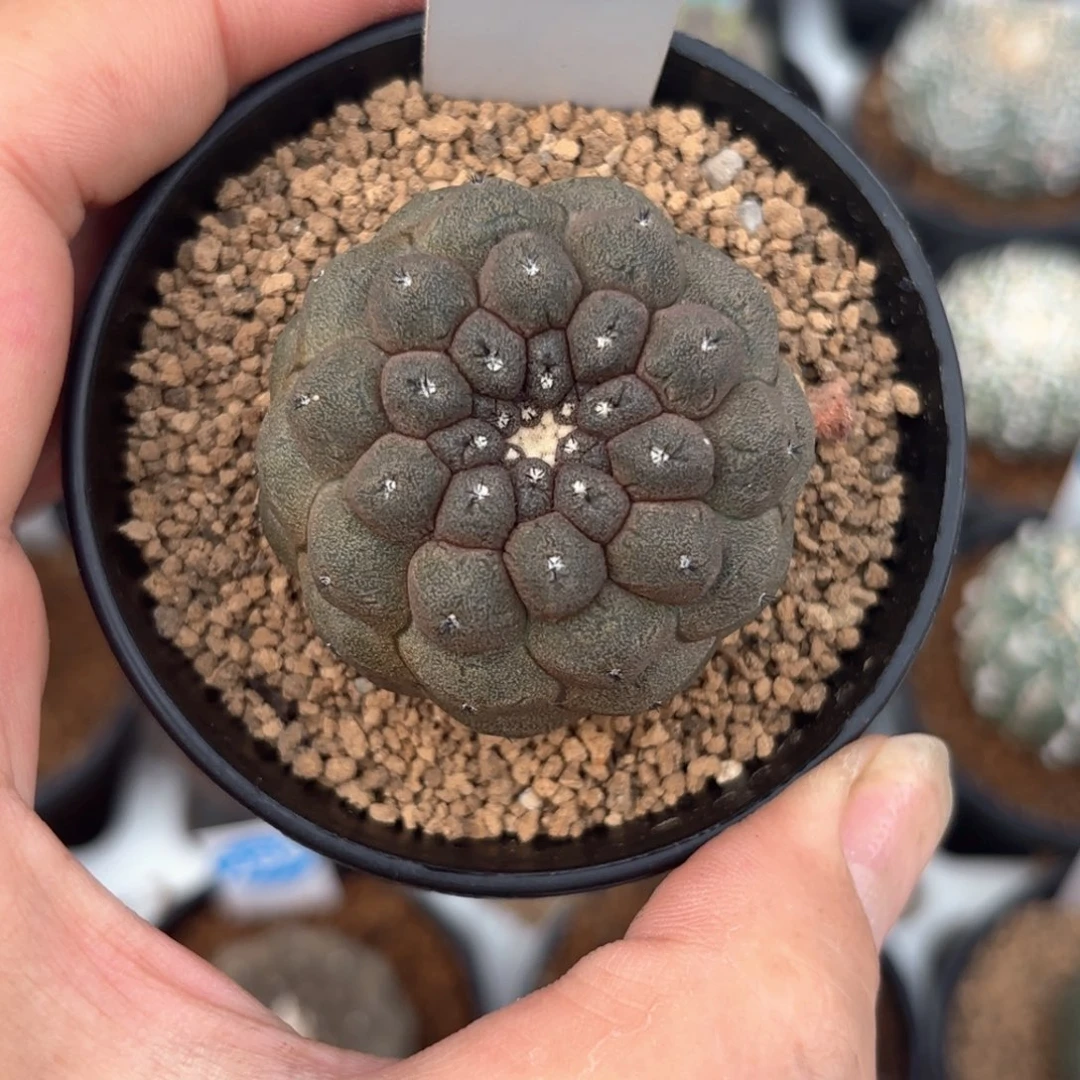 22实生蜥蜴皮带盆带土