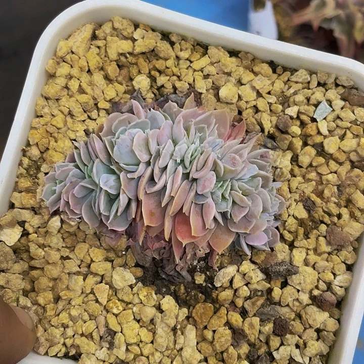 圣卡鲁斯缀化哦哦哦哦哦哦