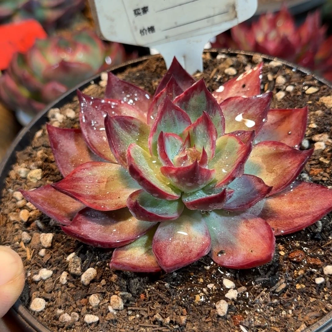 惊鸿一物一拍包装收缩花旱754