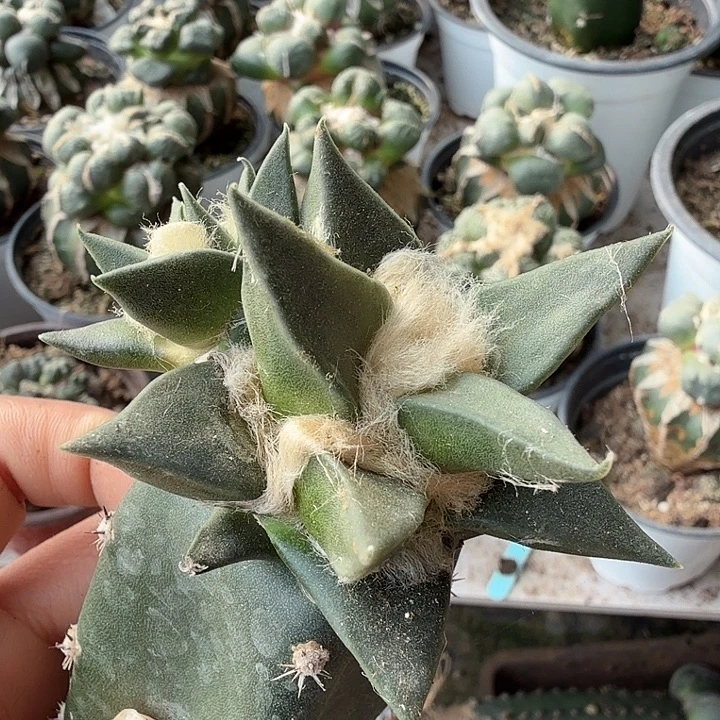 无花朵708龙牙牡丹