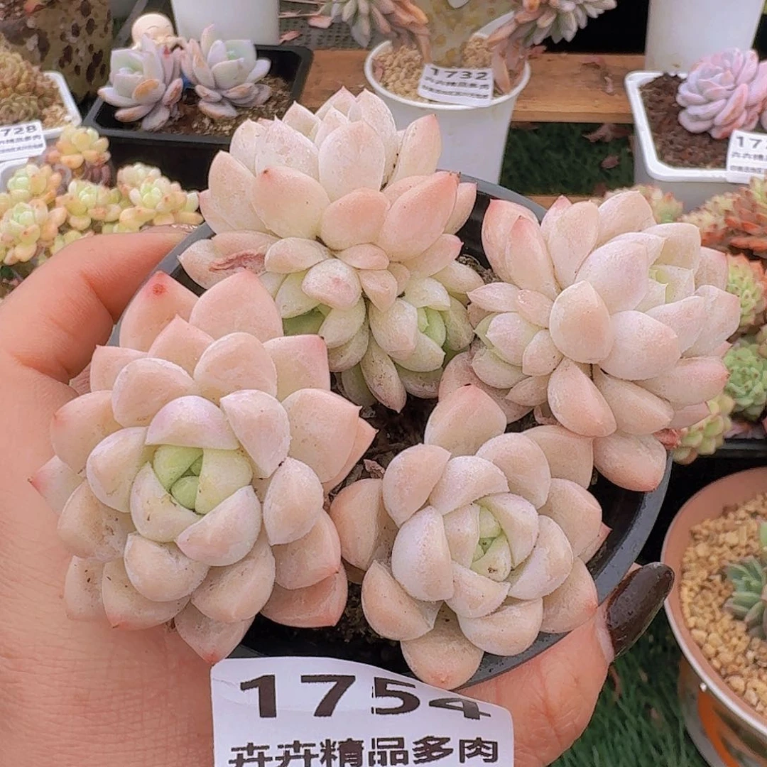 1754一物一拍（满28包邮）