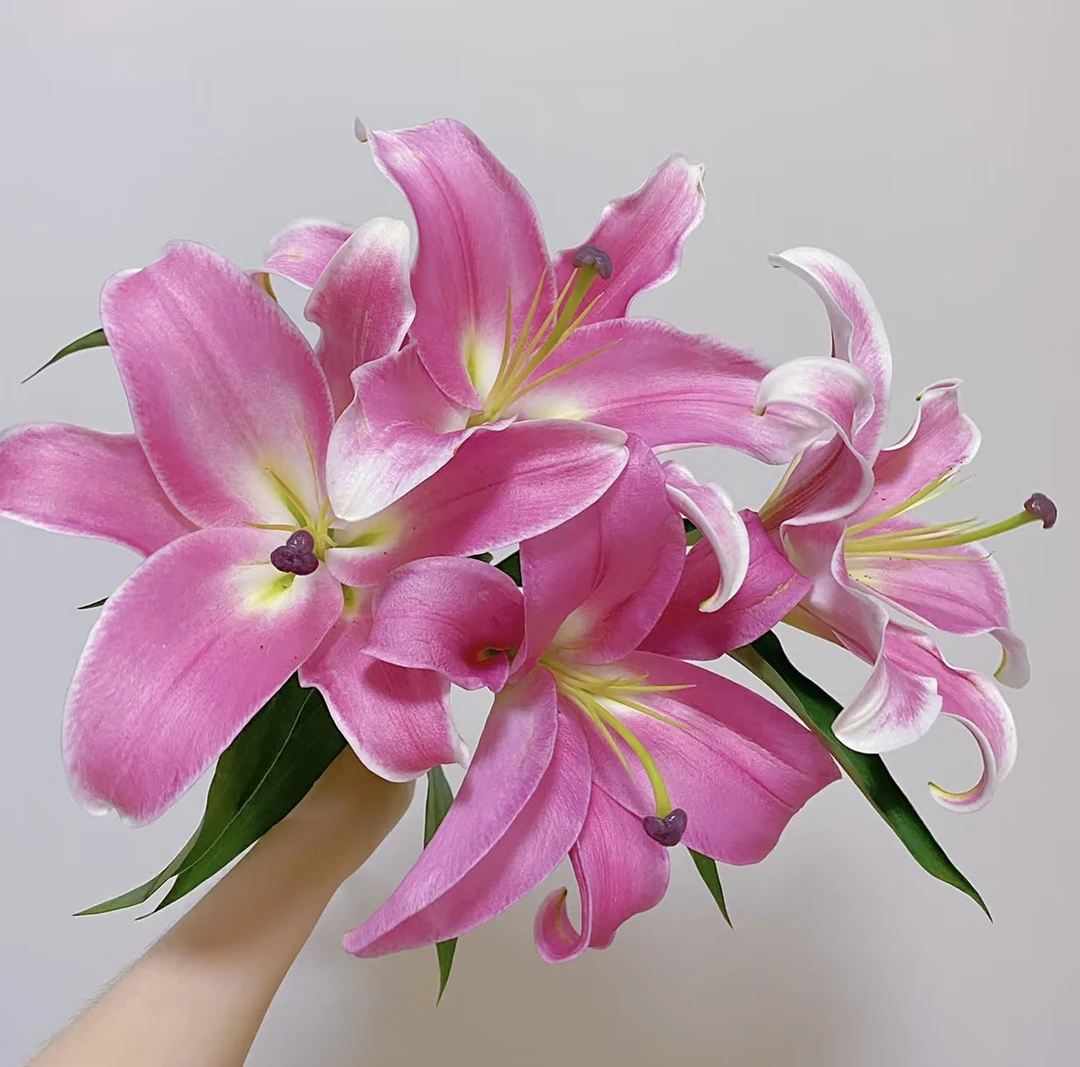 【百合】普拉芬多3支3头9个花苞,任意两单发顺丰冷链或中通空运