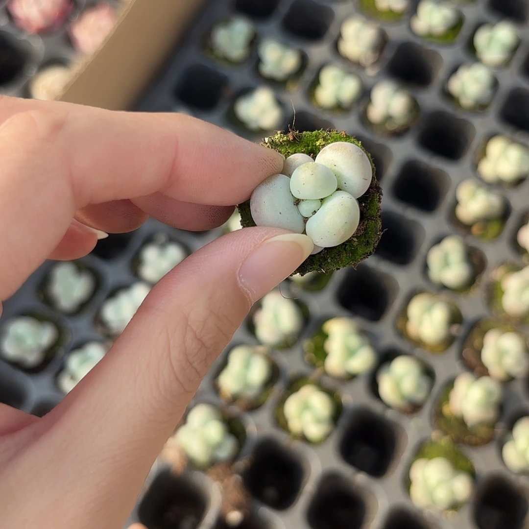 小穴苗蛋黄奶1颗多肉植物