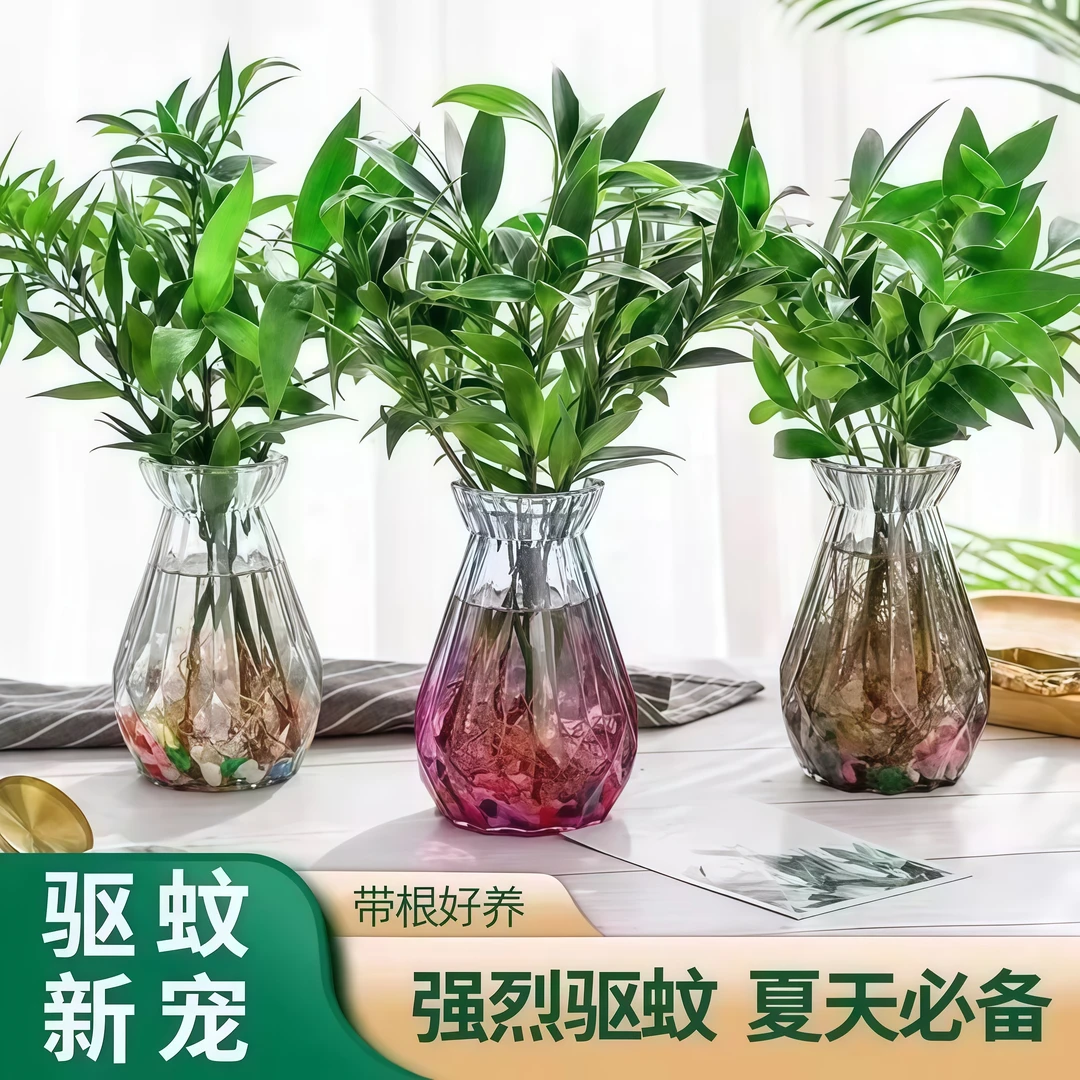 水培驱蚊竹柏四季常青花卉客厅植物桌面盆栽绿植室内办公桌好养