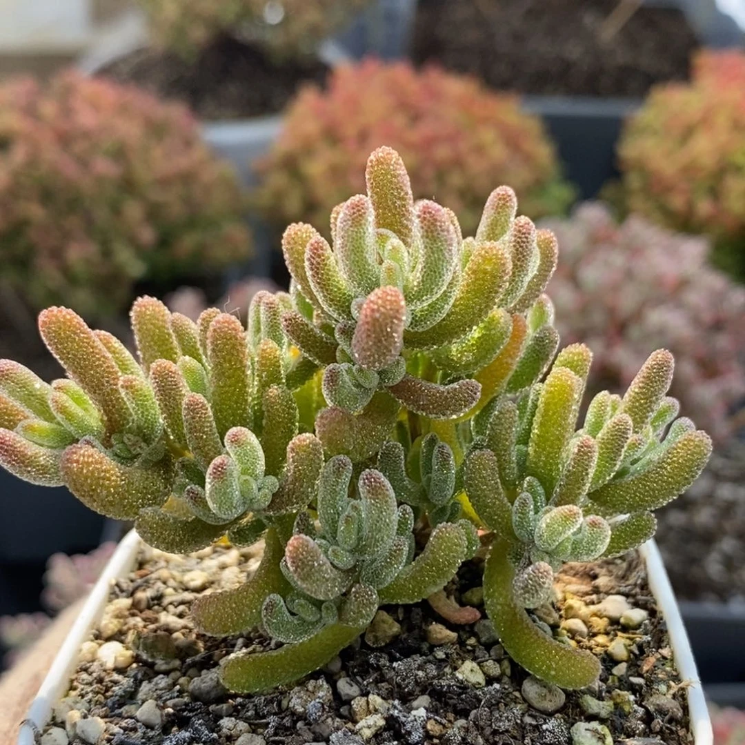 冰橙5662枝干番杏