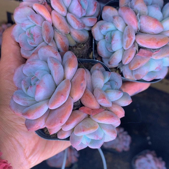 胖星影  群（满9.99包邮不满9.99发叶子）