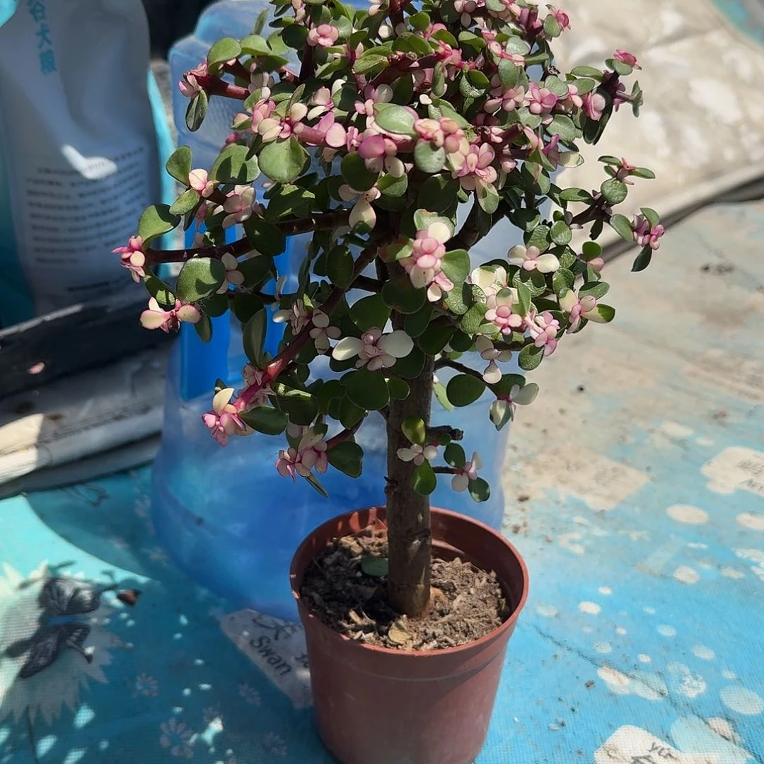 金枝玉叶老庄多肉植物