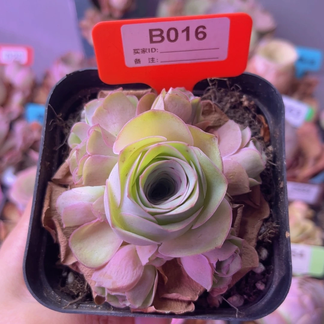 姝帕玫瑰一物一拍B016