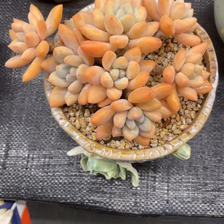 群*?弥鹿之森一物一图