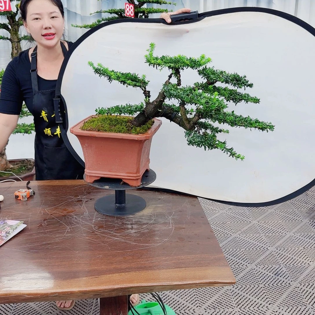 无花朵罗汉松一物一拍888