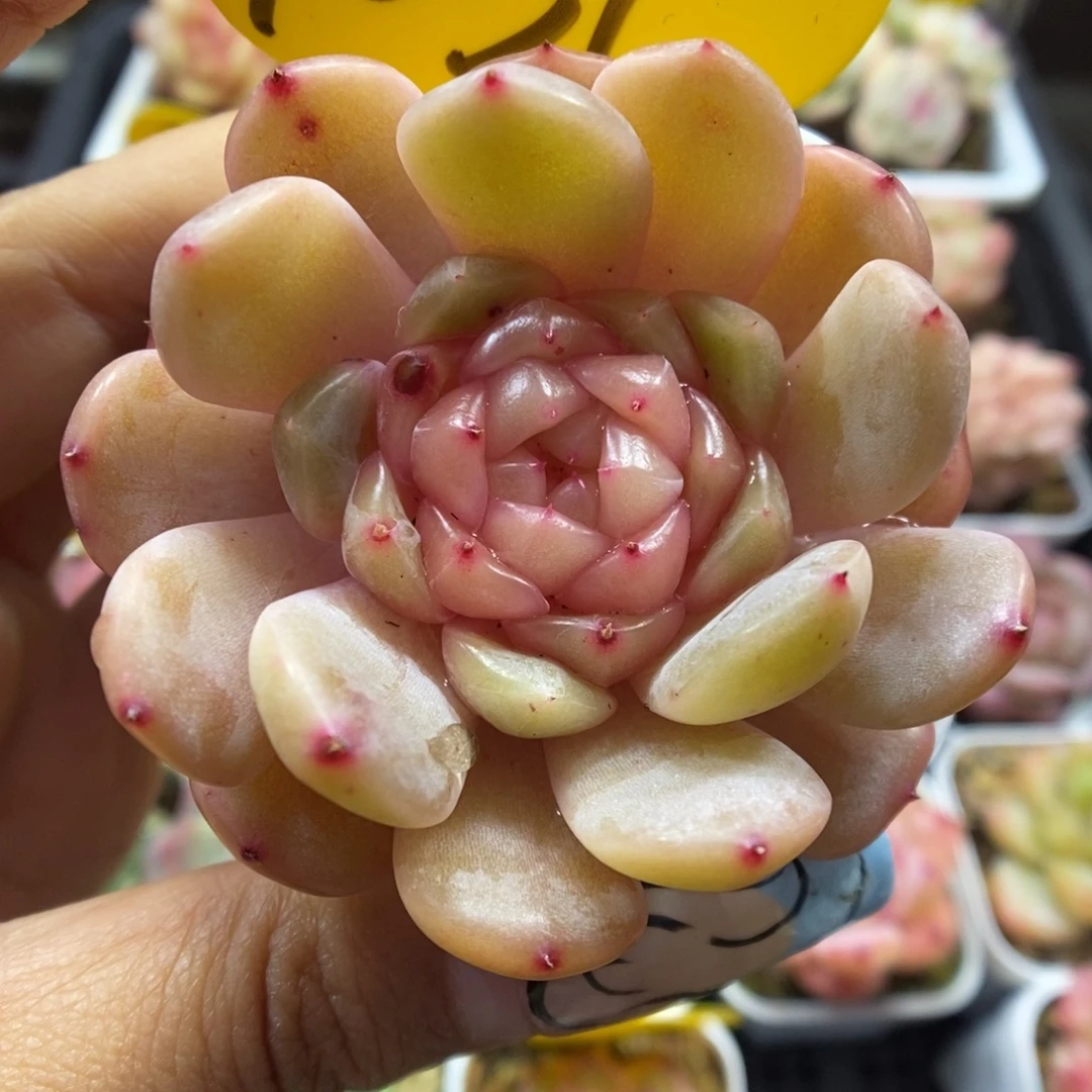 粉钻心珍妮1031号。